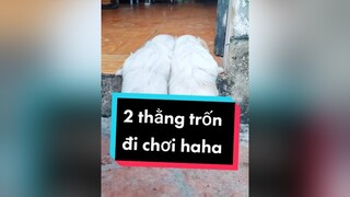 Cả nhà điểm danh nào hihi. cunyeucuadua chó chócon chókhôn chócute xuhuong fyp