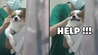 Những Biểu Cảm Hài Hước Nhất Của Các Boss Khi Ở Với Sen Lầy Lội 😂 | Yêu Lu