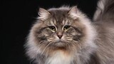 [Hewan]Kucing hutan Siberia dari Rusia