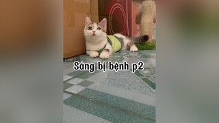 Cháu sắp khoẻ nè cô chú ơi. mèo cat