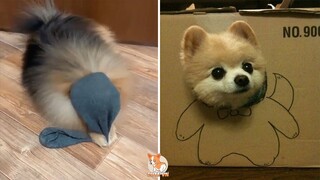 Fabulous Mini Pomeranian | Funny and Cute Pomeranian Videos #7 | CuteVN