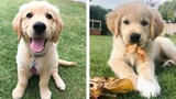 😍 These Golden Retriever Puppies Will Brighten Your Day 🐶| Cute Puppies
