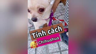 Tính cách của thú vị của Chihuahua! thucung chó_cưng chó nuoidaythucung kcbweb thucungdethuong pet