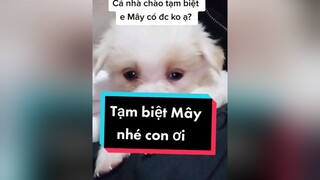 Huhu. Mây về nhà mới đc chăm sóc tốt hơn ha.  cunyeucuadua chó chócon chókhôn chócute xuhuong fyp