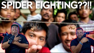 Philippines Spider Fighting?! | Kaka Fighting | Americans React