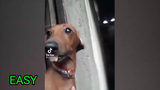 don't laugh while watching this video clip challenge