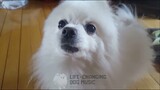 abcdefu but Dogs Sung It (Dogs Version Cover)