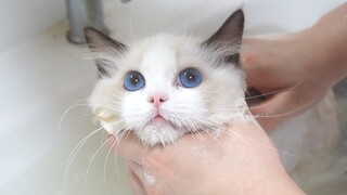 Ras Baru, Kucing Ragdoll Devon