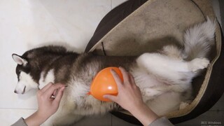 Nhân lúc Husky ngủ say, bóp vỡ quả bóng bay thì sẽ xảy ra chuyện gì?