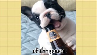 เพื่อนตัวน้อยแสนซน : เจ้าสี่ขาสุดแสบ