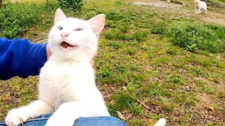 [Animals]When the white cat sleeping on the tree wakes up