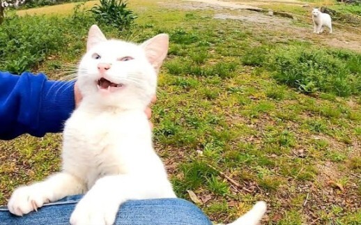 [Động vật]Khi con mèo trắng đang ngủ trên cây tỉnh giấc
