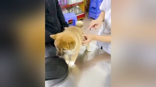 Em bé mạnh mẽ lắm nha, chích ngừa mà ko la 1 tiếng nào luôn, cũng ko sợ, ko quẫy gì hết shiba shibainu puppydog vet thúcưng chó_cưng chó