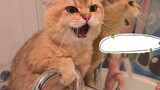 [Hewan] Kucing yang tidak mau mandi dan malah memarahi pemiliknya!