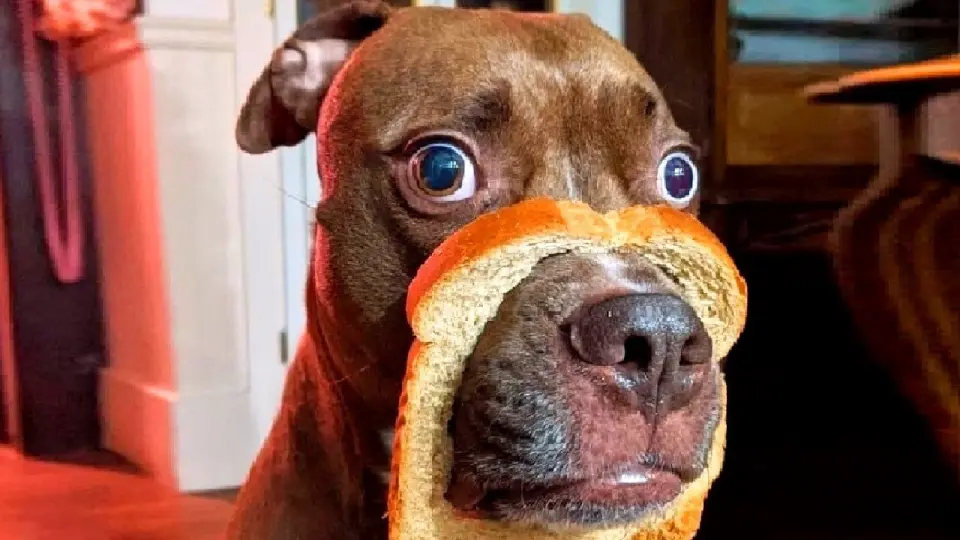 Funny animals - Funny cats / dogs - Funny animal videos 144 - Bilibili Funny animals - Funny cats / dogs - Funny animal videos 144 - Bilibili