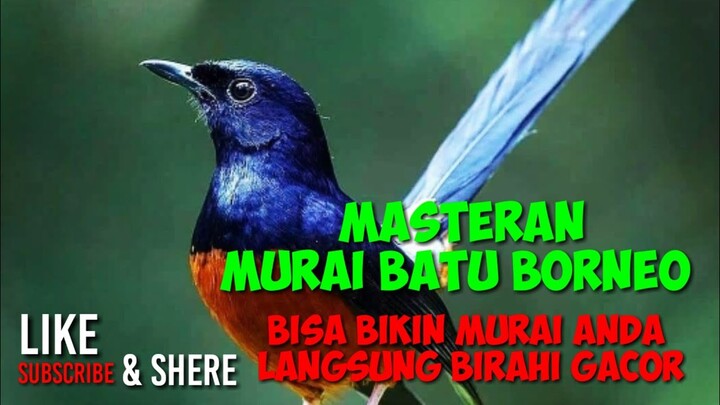 MASTERAN MURAI BATU BORNEO (Sekali dengar murai anda akan emosi)