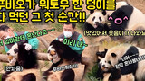 Dance|Panda Fu Bao's Food Were Taken Away