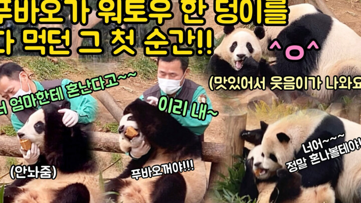 Binatang|Makanan Panda Raksasa Fu Bao Direbut