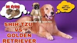 GOLDEN RETRIEVER & SHIH-TZU PLAYS