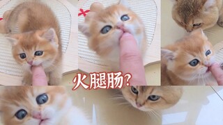 小奶猫把手指头当成火腿肠啃！