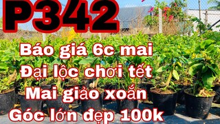 mai vàng chơi tết p342 | 0967717427 Hoàng | báo giá 6 cây mai đại lộc + lô mai xoắn giá rẻ