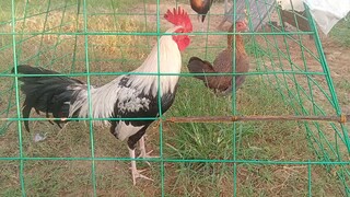 Joe Good Grey x Gilmore hen