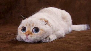 Funny Cat Videos for When You are Stressed #7 - Best Funny Animal Videos 2022