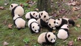 A mashup video of pandas