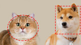 Why do cats have round faces while dogs have long faces?