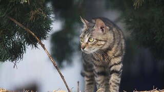 【The cat saved my life】A civet cat that eliminates evil and promotes good