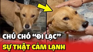 Chú chó ĐI LẠC vào mùng 2 Tết và sự thật CẢM LẠNH 😂 | Yêu Lu