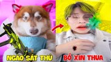 Thú Cưng Vlog | Ngáo Husky Troll Bố #29 | Chó husky vui nhộn thông minh | Dog husky funny smart