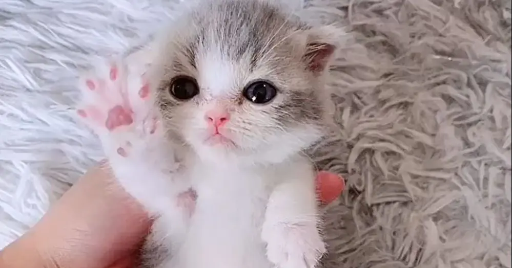 Look at this adorable munchkin cat - Bilibili
