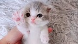 [Hewan]Kucing Munchkin Kaki Pendek yang Imut