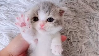 [Hewan]Kucing Munchkin Kaki Pendek yang Imut