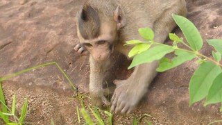 OMG!! My Princes Lola Fall Down From The Rock, You Have To Be Careful Next Time, I'm Really Worry