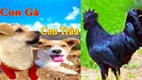 Thú Cưng TV | Dương KC Pets | Bông ham ăn Bí Ngô Cute #51 | chó vui nhộn | funny cute dog