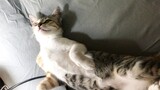 Relaxing cat Video - Cat doing cute cat things 1- Video mèo thư giãn dễ thương