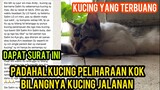 Kisah Kucing Buta Salim Yang Penuh Sandiwara Ternyata Kucing Peliharaan Yang Terbuang..!