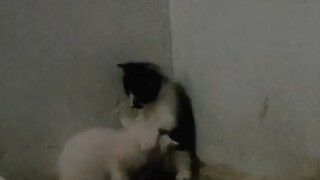 ini kucing diajarin siapa sih😭