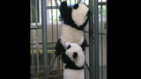 Binatang|Panda Bao Bao yang Nakal