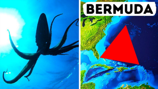[Soi Sáng] - Mực Khổng Lồ Có Thể Giải Đáp Bí Ẩn Ở Tam Giác Quỷ Bermuda