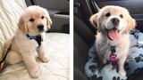 These Cute Golden Baby Are Adorable 😍 Watch It All To See What You're Doing 🐶 😋 | Cute Puppies
