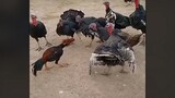 Rooster vs turkey hen