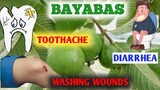 BAYABAS - herbal/halamang gamot sa pagtatae|sakit ng ngipin| at pang hugas ng sugat approved by DOH
