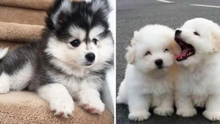 รวบรวมวิดีโอสัตว์น้อยน่ารัก cutest moment of the animals - Cutest Puppies 4