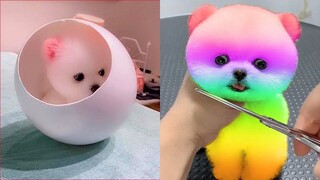 OMG So Cute Pomeranian | Best Funny Pomeranian Videos | CuteVN