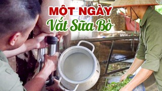 Một Ngày Cùng Anh Nông Dân Đi Vắt Sữa Bò | Milking Cows