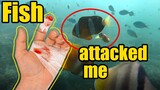 Fish Attack Caught on Camera - Not so Funny Clown