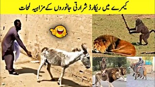 Funniest Animals Moments Part 08.